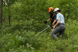 Read more about the article Butterfly Habitat Restoration in the Huron-Manistee National Forests