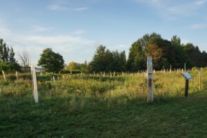 Read more about the article Wetland Management at Historic Barns Park