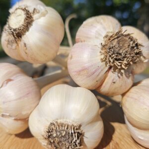 Seed Garlic