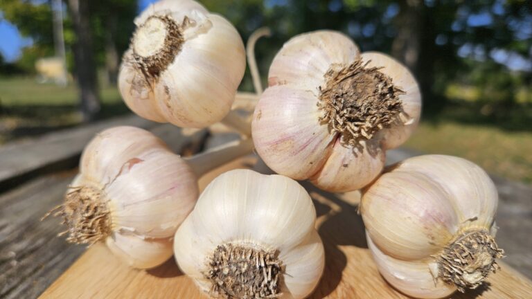 Garlic bundles