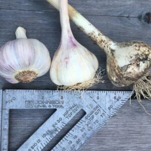 Seed Garlic Bundle – 1/2 lb