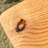 Red Oak Coffee Table with Fossil Embellishments - Image 4